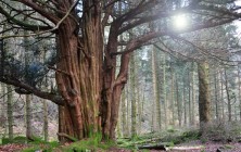 Great Nott Wood yew tree